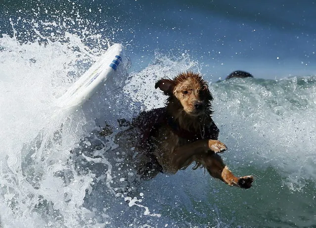 A dog wipes out while competing in the Surf City surf dog competition in Huntington Beach, California, September 29, 2013. (Photo by Lucy Nicholson/Reuters)