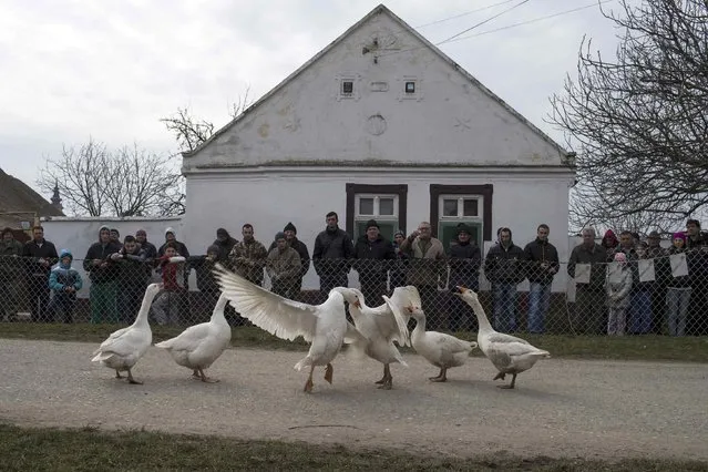 Geese fight during the annual Geese Fight Day in the northern Serbian village of Mokrin, some 160km (100 miles) from Belgrade February 22, 2015. (Photo by Marko Djurica/Reuters)
