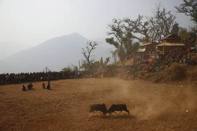 Villagers watch as bulls fight during the Maghesangranti festival at Talukachandani village in Nuwakot district near Kathmandu, Nepal January 15, 2016. (Photo by Navesh Chitrakar/Reuters)
