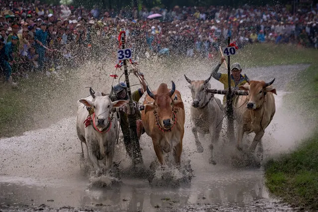 Competitors race in the annual Bay Nui Ox Race during the Khmer Sene Dolta Festival on October 8, 2018 in Vinh Trung Commune, Tinh Bien District, An Giang Province, Vietnam. Thousands of Vietnamese villagers gather every year on the paddy fields near Tho Mit Pagoda in An Giang Province for the Bay Nui (seven mountains) Ox Racing Festival and celebrate Khmer ethnic people's traditional Sena Dolta Festival in southwest Vietnam as farmers compete to see who has the best bulls while paying homage to their deceased ancestors and wish for a good harvest. Running its 25th race this year near Tho Mit Pagoda in the Mekong River Delta region, 64 pairs of oxen competed on October 8 after farmers spent the year selecting their strongest cows and keeping them to a strict diet which includes coconut milk and chicken eggs on a daily basis. During the race, two cows are randomly selected to compete with each other along the muddy 120-meter-long racing path with the rider hitting them with a wooden stick added with a pin called the “xalul” until they reach the final winners. Khmer ethnic minority groups from around the region gather for the traditional event, as they promote the cultural identities during the four-day event while wishing (Photo by Linh Pham/Getty Images)