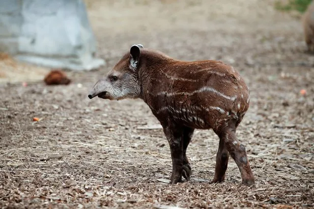 A seven months old tapir (Tapirus terrestris) is seen inside an enclosure at the Paris Zoological Park in the Bois de Vincennes before the reopening following the outbreak of the coronavirus disease (COVID-19) in France, May 12, 2021. (Photo by Benoit Tessier/Reuters)