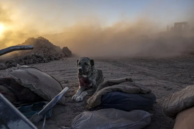 A dog waits for its owners in the area of a house that was destroyed by an earthquake and all the people of that house were killed and does not leave there in Zenda Jan district in Herat province, western of Afghanistan, Monday, October 9, 2023. (Photo by Ebrahim Noroozi/AP Photo)