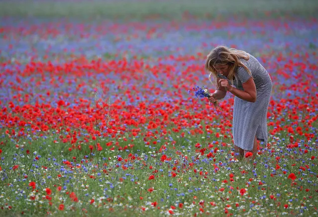 A woman collects flowers in Castelluccio di Norcia near Perugia, Italy, July 12, 2018. (Photo by Alessandro Bianchi/Reuters)
