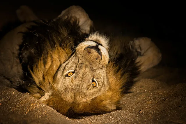 A lion rolls around in the rough sand. (Photo by Brendon Cremer/Caters News)