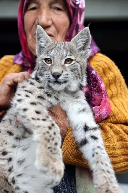 A lynx cub that followed a villager in the forest, is fed by a mother and her son for 2 days at the Koyulhisar district of Sivas, Turkiye on October 4, 2023. After 2 days, the lynx cub was taken under protection by the Sivas Department of Nature Conservation and National Parks teams. (Photo by Serhat Zafer/Anadolu Agency via Getty Images)