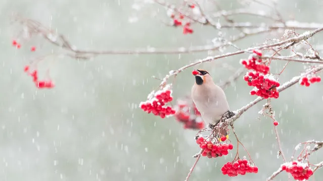 Ecology and environmental science winner: Waxwing and Rowanberries in the Snow by Alwin Hardenbol. Bohemian waxwings ( Bombycilla garrulus) lust after rowanberries in winter. This one came to the trees outside the photographer’s office in Finland. (Photo by Alwin Hardenbol/University of Eastern Finland/Royal Society Publishing Photography Competition 2018)