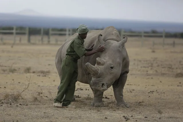 Keeper Zachariah Mutai attends to Fatu, one of only two female northern white rhinos left in the world,  in the pen where she is kept for observation, at the Ol Pejeta Conservancy in Laikipia county in Kenya March 2, 2018. The health of the sole remaining male northern white rhino, 45-year-old Sudan who also lives at Ol Pejeta, is deteriorating and his minders said Thursday that his “future is not looking bright”. (Photo by Sunday Alamba/AP Photo)