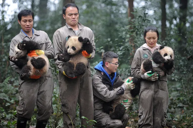 Researchers hold giant panda cubs during an event to celebrate China's Lunar New Year in a research base in Ya'an, Sichuan province, China January 11, 2017. (Photo by Reuters/China Daily)