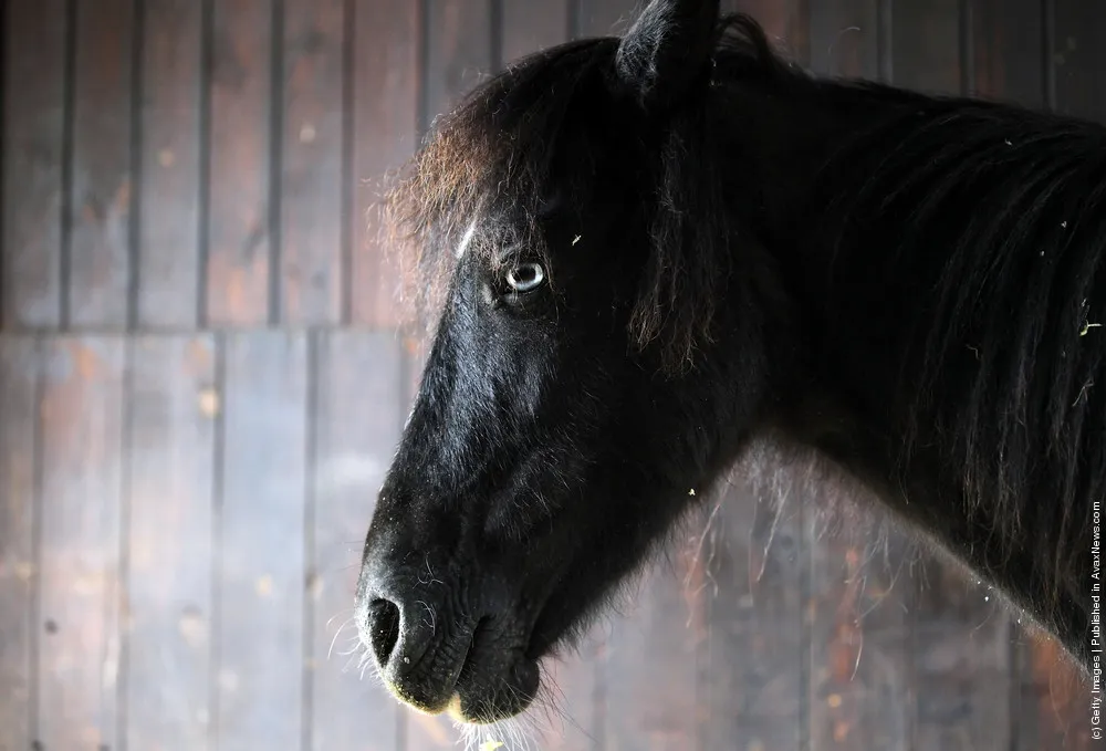 Dartmoor Ponies Enter Foaling Season