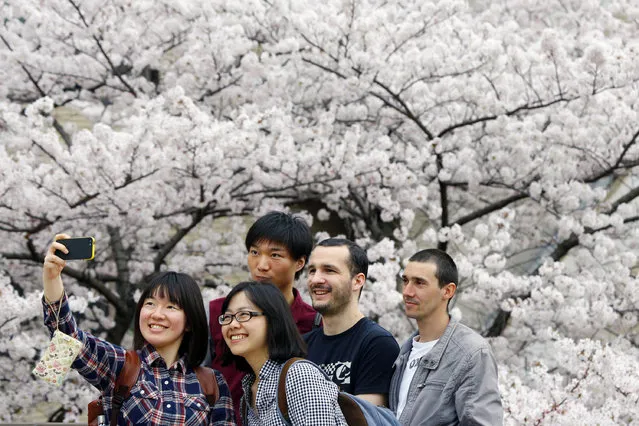 People take a photo in front of blooming cherry blossoms in Tokyo, Wednesday, April 1, 2015. (Photo by Shizuo Kambayashi/AP Photo)