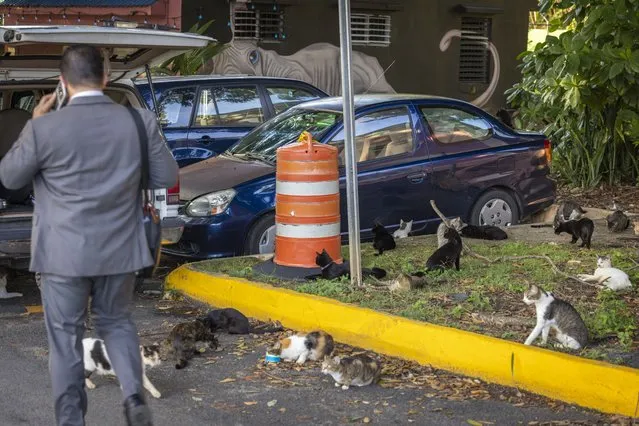 Stray cats mill around a parking lot as a person returns from work to pick up his car in Old San Juan, Puerto Rico, Wednesday, November 2, 2022. The cat population has grown so much that the U.S. National Park Service is seeking to implement a “free-ranging cat management plan” that considers options including removal of the animals, outraging many who worry they will be killed. (Photo by Alejandro Granadillo/AP Photo)