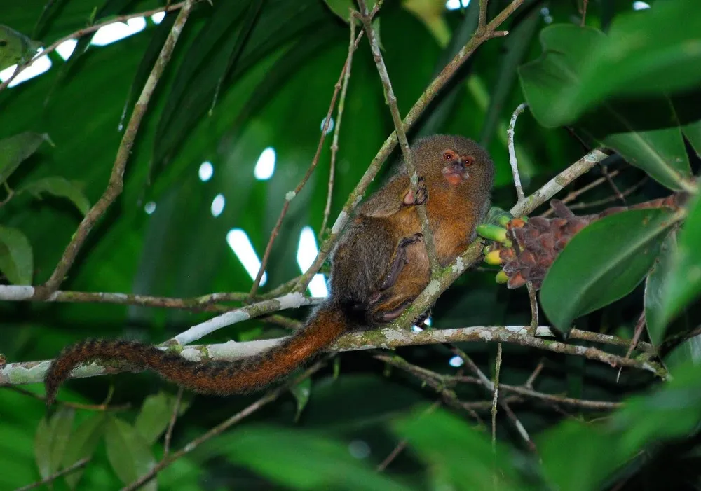 Pygmy Marmoset – the Smallest Monkey