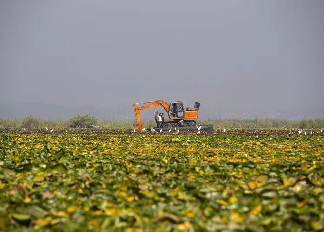 A de-weeding machine is used to remove weeds and lotus lilies at Dal lake in Srinagar, Indian controlled Kashmir, Tuesday, September 14, 2021. (Photo by Mukhtar Khan/AP Photo)