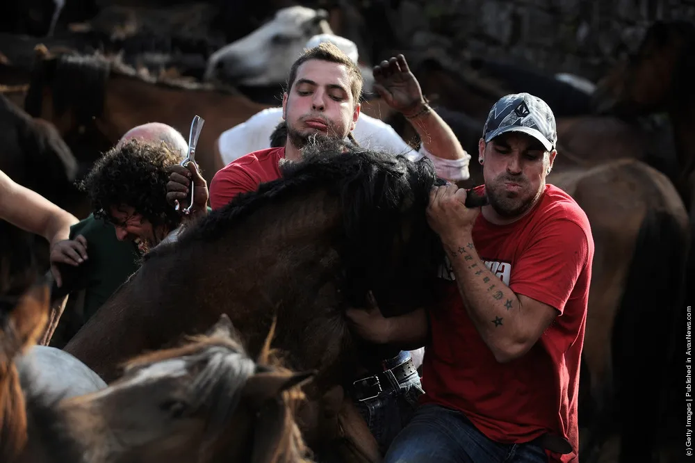 Wild Horses Are Tamed At Rapa Das Bestas