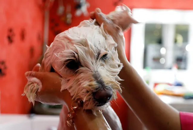 A groomer washes a dog at a pet beauty salon in Tunis, Tunisia on March 27, 2019. (Photo by Zoubeir Souissi/Reuters)