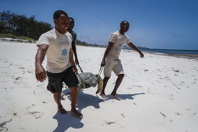 Fikiri Kiponda, left, and Wilson Saro, right, carry a green turtle that was unintentionally caught in a fisherman's net, before releasing it back into the Watamu National Marine Park on the Indian Ocean coast of Kenya Wednesday, September 22, 2021. A former accountant, Kiponda and the Local Ocean Conservation group rescue sea turtles that have been caught in fishermen's nets, and then release them back into the marine park or treat injured ones at a rescue center until they are fit. (Photo by Brian Inganga/AP Photo)