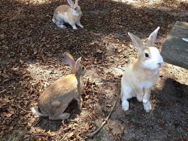 Rabbit Island in Japan