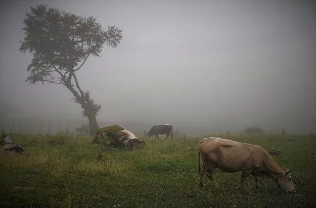 Romanian cows belonging to a small peasant farm graze on a ridge of Carpathian mountains, as seen trough a thick fog, near the village of Pestera, Romania, 18 August 2021. (Photo by Robert Ghement/EPA/EFE)