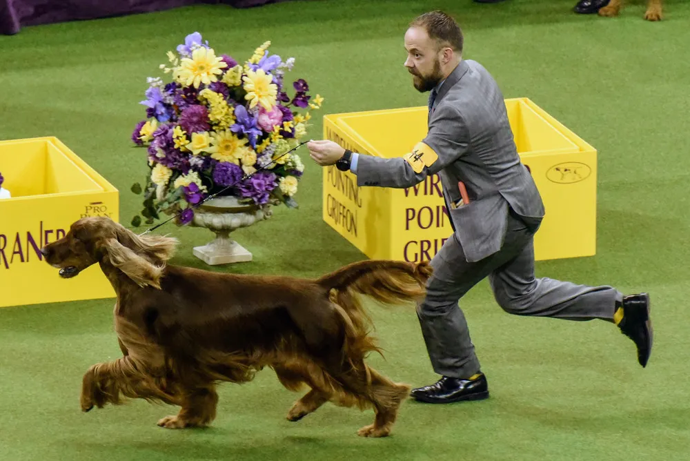 Westminster Kennel Club Dog Show 2017, Part 3