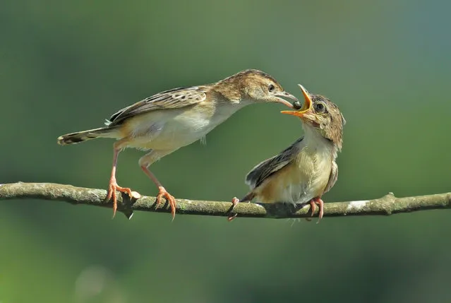 Zitting cisticola seen feeding food to baby chicks in her nest on February 8, 2017 in Padang, Indonesia. (Photo by Riau Images/Barcroft Images)