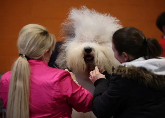 Owners brush their Old English Sheepdog ahead of judging on the third day of the Crufts dog show in Birmingham, Britain, on March 9, 2024. (Photo by Phil Noble/Reuters)