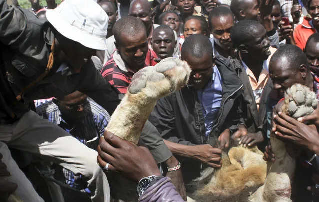 Onlookers gather around after a ranger from the Kenya Wildlife Service shot dead a male lion that had strayed from the Nairobi National Park, in Kajiado, Kenya Wednesday, March 30, 2016. (Photo by AP Photo)