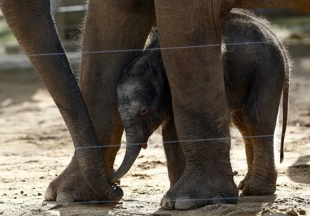A baby Asian Elephant stands with its mother, Noorjahan, at Twycross Zoo near Atherstone in central England March 11, 2014. The unnamed female elephant was born to Noorjahan on March 4 after a 22-month pregnancy. (Photo by Darren Staples/Reuters)
