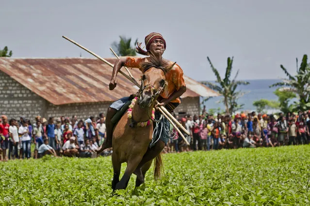 A Pasola rider reacts after throwing his spear during the Pasola war festival at Ratenggaro village on March 22, 2014 in Sumba Island, Indonesia. The Pasola Festival is an important annual event to welcome the new harvest season, which coincides with the arrival of  “Nyale” sea worms during February or March each year. Pasola, an ancient ritual fighting game, involves two teams of men on horseback charging towards each other while trying to hit their rivals with “pasol” javelins and avoid being hit themselves. (Photo by Ulet Ifansasti/Getty Images)