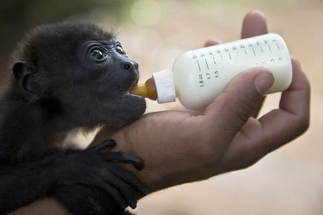 A two month-old Black Howler Monkey named Gael by the zoo staff, is nursed in the Rescue Center at a National Zoo of Managua, Nicaragua, Sunday, May, 24, 2015. The monkey was rescued by hunters before being brought to the center. (Photo by Esteban Felix/AP Photo)