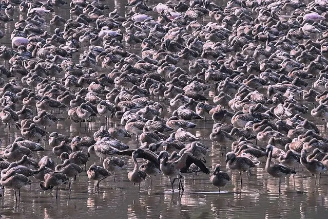 A flock of flamingos are pictured in a pond in Navi Mumbai on January 16, 2022. (Photo by Indranil Mukherjee/AFP Photo)