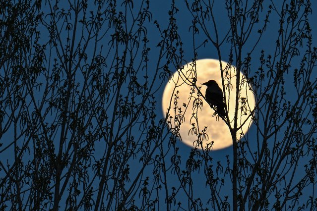 Full moon is seen as a bird rests on a branch in Van, Turkiye on April 22, 2024. (Photo by Ozkan Bilgin/Anadolu via Getty Images)
