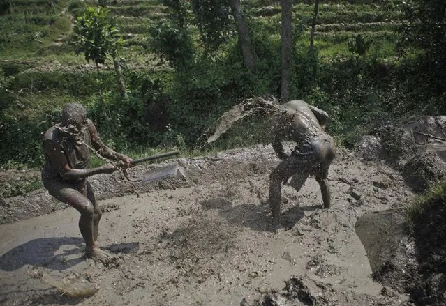 Nepalese farmers play with sludge as they plant paddy saplings in a field on the outskirts of Kathmandu, Nepal, Tuesday, June 30, 2015. Nepalese farmers are celebrating “asar pandhra” Tuesday, the day Hindus consider auspicious for planting paddy. (Photo by Niranjan Shrestha/AP Photo)