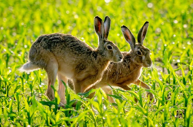 Two hares run over a field in the outskirts of Frankfurt, Germany, early Monday, May 27, 2024. (Photo by Michael Probst/AP Photo)