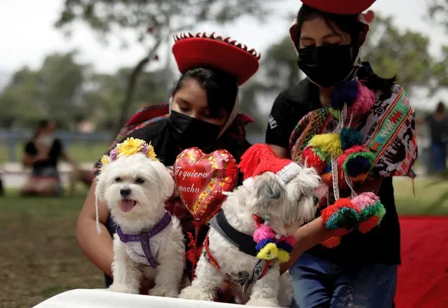 Women hold their dogs during a symbolic wedding as part of the MatriCan (a play on the Spanish words for “wedding” and “dog”) local competition on Valentine's day, in Lima, Peru February 14, 2022. (Photo by Angela Ponce/Reuters)