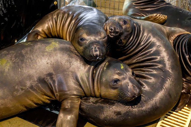 Northern elephant seals huddle together at the Pacific Marine Mammal Center’s temporary field hospital in Laguna Beach, California, US on May 31, 2024. The area is seeing a higher number of sick or dead seals than in previous years. (Photo by Leonard Ortiz/AP Photo)