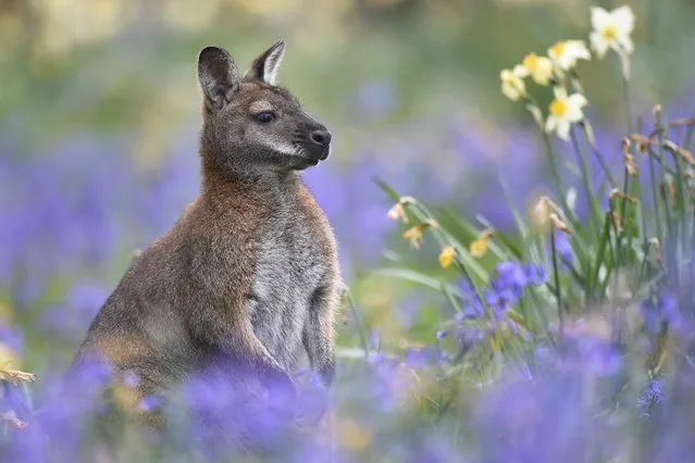 A wallaby seen surrounded by daffodils and blue bells in the bluebell wood at ZSL Whipsnade Zoo on May 9, 2016 in Whipsnade, England. The wallabies are to be found all over the zoo and run freely. (Photo by Tony Margiocchi/Barcroft Images)