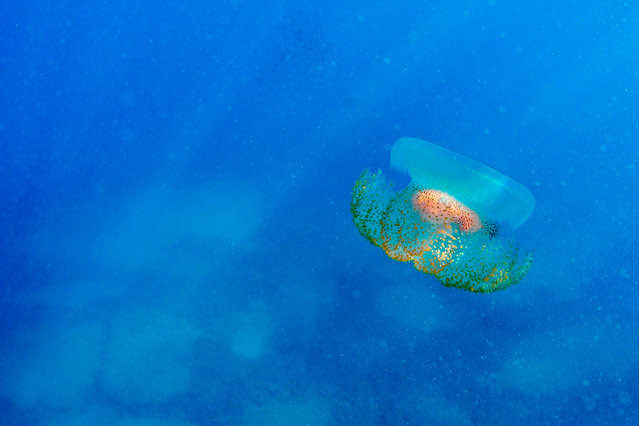 This underwater picture taken on July 29, 2019, shows a jelly fish near a spearfishing practitioner off the coast of the northern Lebanese town of Qalamun, on the outskirts of north Lebanon's capital, Tripoli. (Photo by Ibrahim Chalhoub/AFP Photo)
