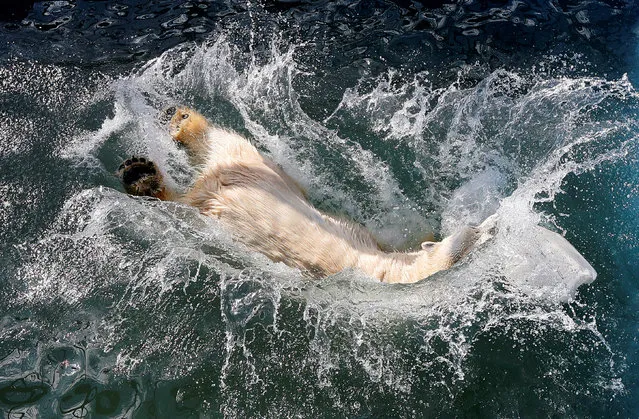 Aurora, a seven-year-old female polar bear, jumps into a swimming pool which was recently filled with water after the winter season, at the Royev Ruchey zoo in a suburb of the Siberian city of Krasnoyarsk, Russia, April 24, 2017. (Photo by Ilya Naymushin/Reuters)
