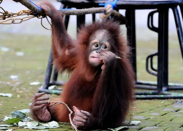 Damai, 3 years old Bornean orang utan plays courtyard at Surabaya Zoo as he prepares to be released into the wild on May 19, 2014 in Surabaya, Indonesia. The two baby orangutans, brothers, were found in Kutai National Park in a critical condition having been abandoned by their mother on May 14, 2014. (Photo by Robertus Pudyanto/Getty Images)