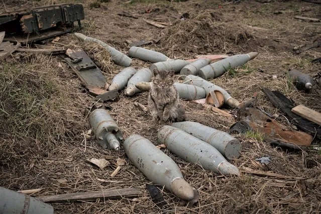 A cat sits between large caliber rounds of ammunition abandoned by retreating Russian forces or retrieved from destroyed fighting vehicles in the village of Andriivka, Ukraine, heavily affected by fighting between Russian and Ukrainian forces, Wednesday, April 6, 2022. (Photo by Vadim Ghirda/AP Photo)
