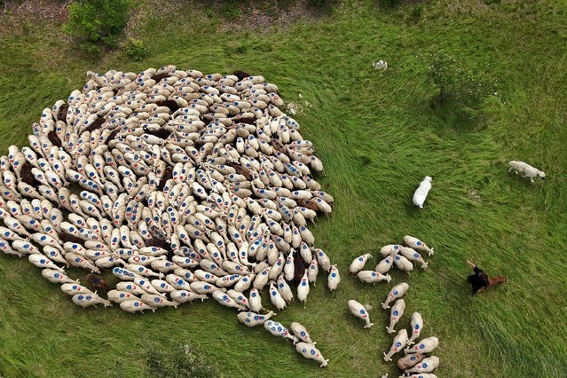 This aerial view shows a shepherd and his livestock guardian dogs next to a herd of sheep grazing near Saint-Etienne-les-Orgues, south-eastern France, on June 27, 2024. Large herd guard dogs protecting against wolves often frighten hikers and the France Nature Environnement association organizes meetings to raise their awareness. (Photo by Nicolas Tucat/AFP Photo)