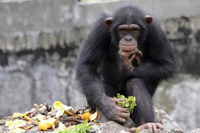 A chimpanzee holds a lettuce at the zoo in Abidjan on June 12, 2014. The zoo is home to approximately 250 amimals of 42 species. (Photo by Sia Kambou/AFP Photo)