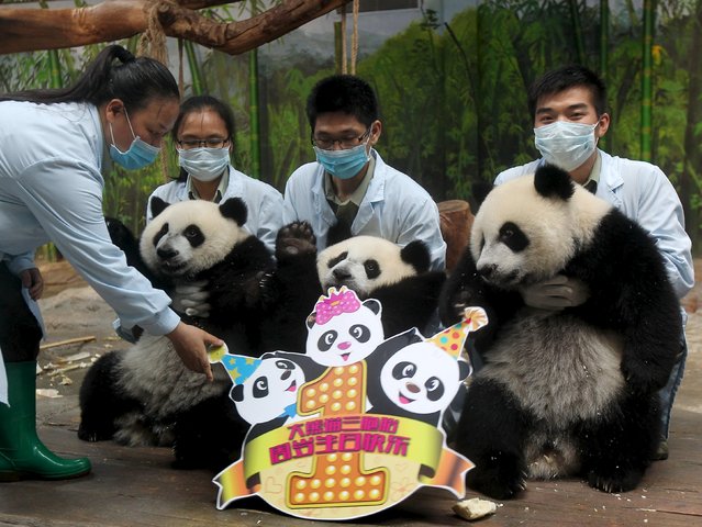 Feeders hold giant panda triplets as they pose for pictures on their first year birthday celebration at Chimelong Safari Park in Guangzhou, Guangdong province, China, July 29, 2015. The triplets were born by giant panda Juxiao (not pictured) at the park in 2014, which was considered rare due to the low reproduction rate of giant pandas. (Photo by Reuters/Stringer)