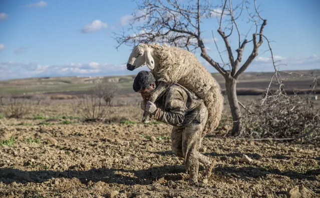 A man carries a sheep after it was rescued from mud in Sanliurfa, Turkey on January 9, 2019. Total of 67 sheep and a donkey rescued from mud by gendarmerie forces, firefighters and local people in Sanliurfa's Bozova district. (Photo by Halil Fidan/Anadolu Agency/Getty Images)