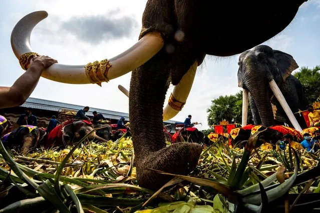 Elephants enjoy a “buffet” of fruit and vegetables during Thailand's National Elephant Day celebration at Nong Nooch Tropical Garden in Pattaya, Thailand, March 13, 2022. (Photo by Athit Perawongmetha/Reuters)