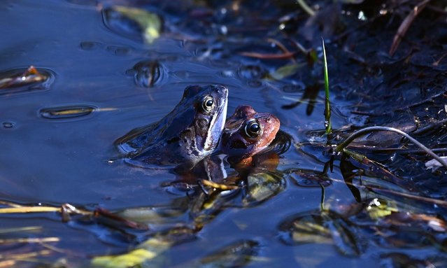 Frogs mate in a small pool at the RSPB Loch Garten Nature Reserve, on March 23, 2022, in Aviemore, Scotland. (Photo by Ken Jack/Getty Images)