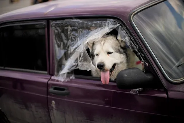A dog peers from a car with people arriving to a reception center for displaced people in Zaporizhzhia, Ukraine, Monday, May 2, 2022. Thousands of Ukrainian continue to leave Russian occupied areas. (Photo by Francisco Seco/AP Photo)
