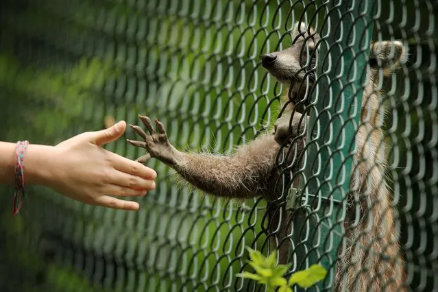 A raccoon reaches out with his paw to the hand of a visiting child at the zoo in Wiesbaden, southern Germany on June 21, 2014. (Photo by Fredrik Von Erichsen/AFP Photo/DPA)