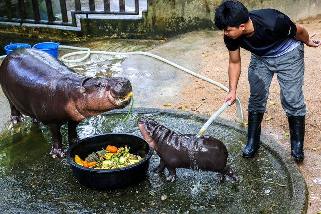 A two-month-old female pygmy hippo named “Moo Deng” who has recently become a viral internet sensation, eats with her mother Jona at Khao Kheow Open Zoo in Chonburi province, Thailand, on September 16, 2024. (Photo by Athit Perawongmetha/Reuters)