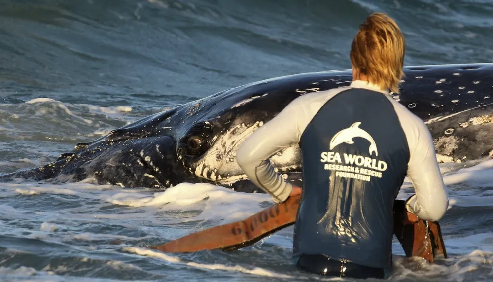 Stranded Whale Still Stuck on Gold Coast Beach